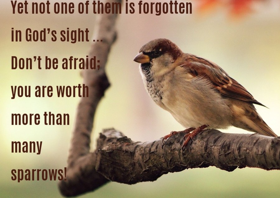 Consider the sparrows… – The Living Message of Christ