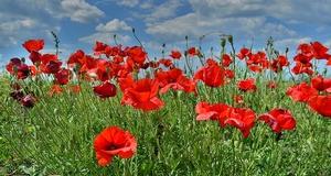 MIA Prayer Intention: Those who Lost Their lives at Gallipoli | Mercy World