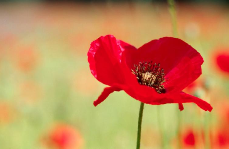 Remembrance Sunday in the United Kingdom