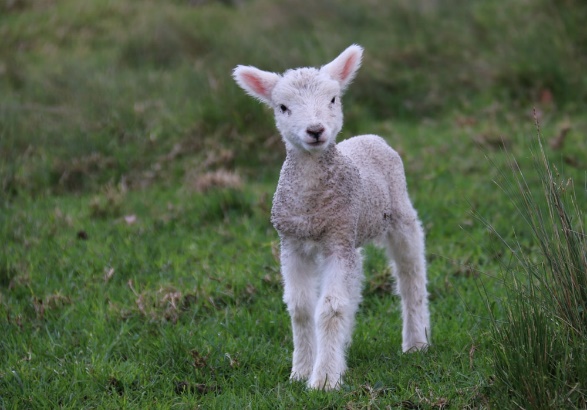 Best 500+ Lamb Pictures [HQ] | Download Free Images on Unsplash
