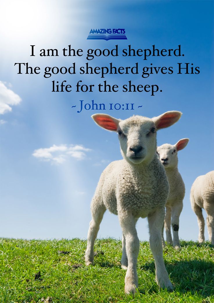 I am the good shepherd: the good shepherd giveth his life for the sheep.  John 10:11 | Scripture pictures, Scripture, Fun facts