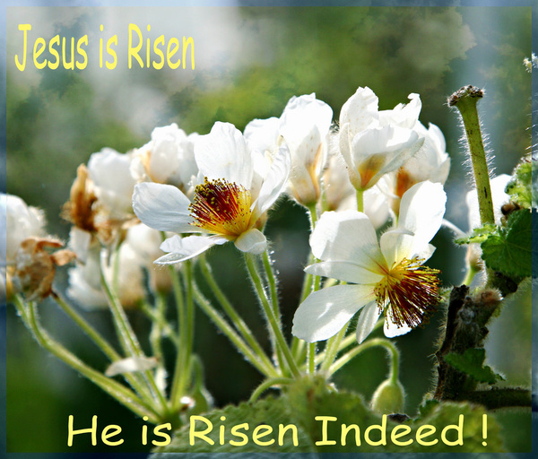Jesus is risen Free stock photos in jpg format for free download 8.22MB