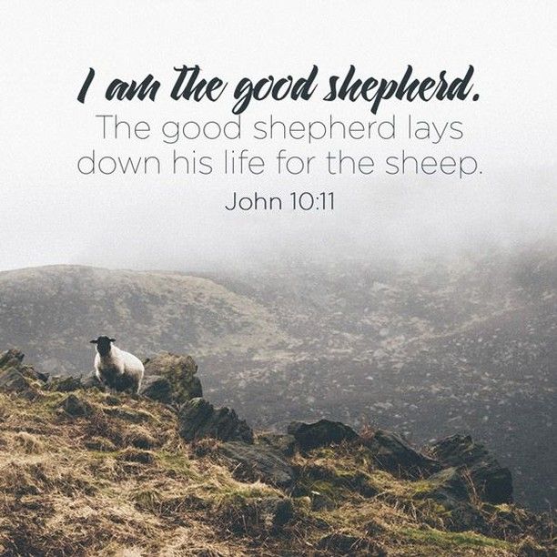 John 10:11-18 (NLT) -- The Good Shepherd and His Sheep⠀ ⠀ “I am the good  shepherd. The good shepherd sacrifices his life f… | The good shepherd, I  am awesome, Sheep
