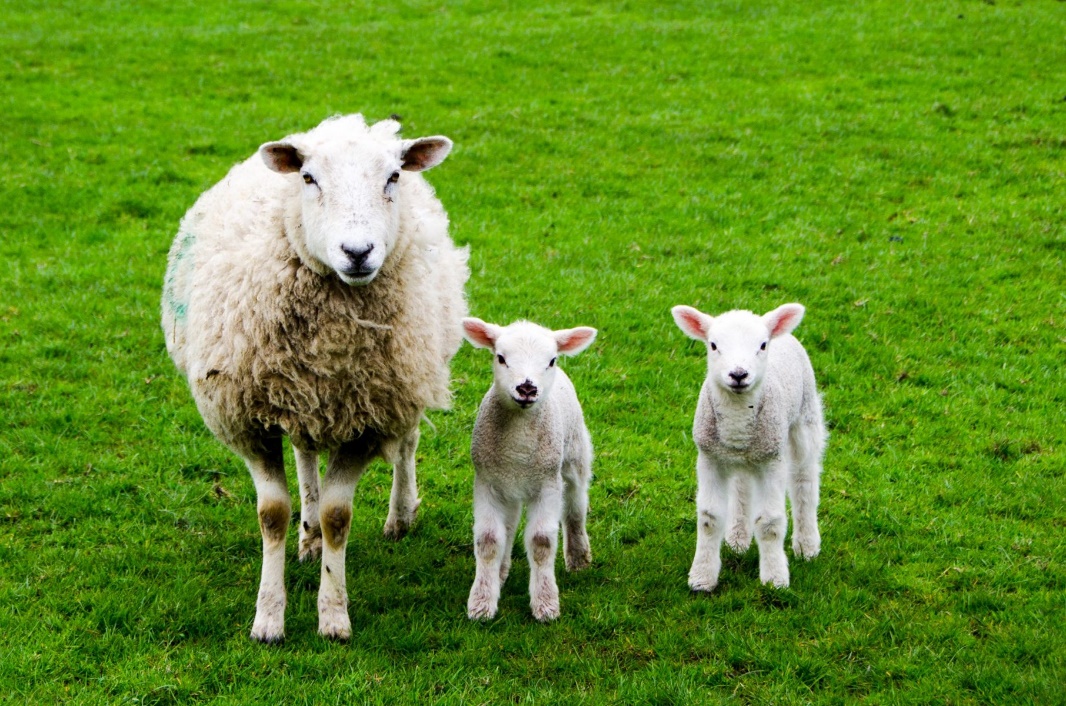 Sheep Giving Birth: Tips for Successful Lambing - Countryside