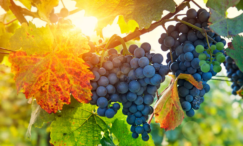 The Vine and the Branches (John 15:1-8) | Redeeming God