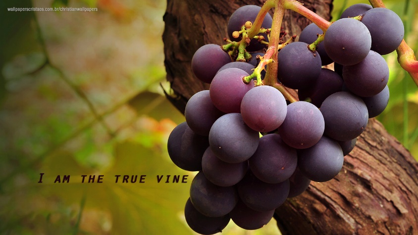 The Vine! | Christian Wallpapers