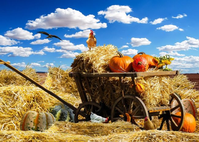 A cart full of hay and pumpkins

AI-generated content may be incorrect.