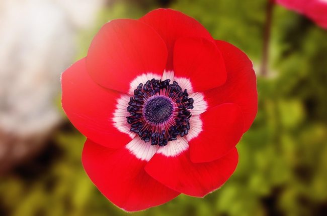 A close up of a flower

AI-generated content may be incorrect.