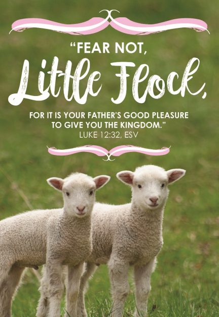 Two sheep standing in a field

AI-generated content may be incorrect.