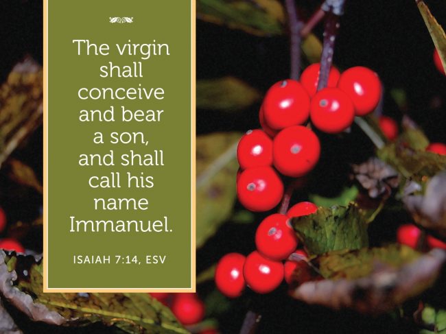 A close-up of a plant with red berries

AI-generated content may be incorrect.