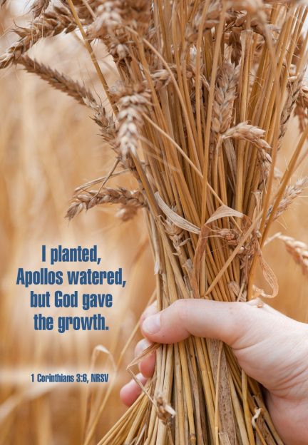 A hand holding a bunch of wheat
AI-generated content may be incorrect.