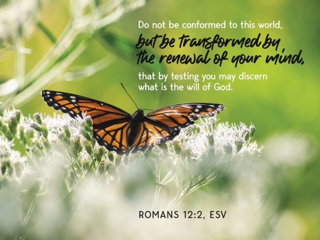 A butterfly on a flower

AI-generated content may be incorrect.