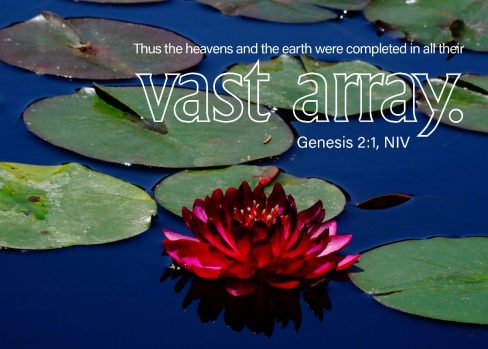 A flower on the water
AI-generated content may be incorrect.